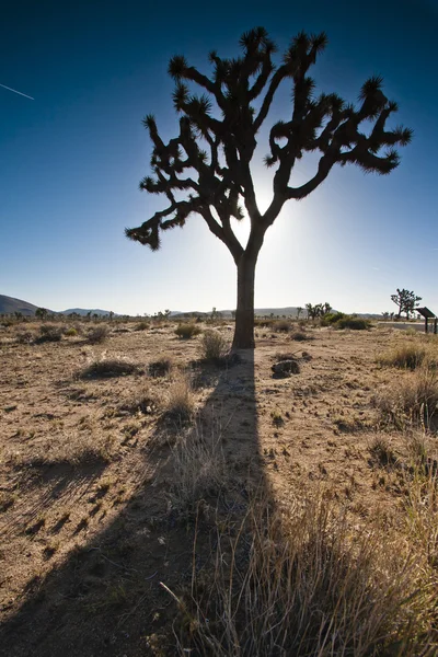 Osamělý strom v poušti — Stock fotografie