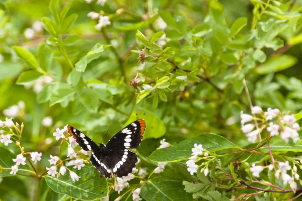 Beautiful  butterfly on plant — Stock Photo, Image