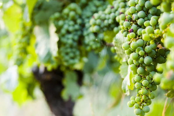 Uvas verdes em crescimento — Fotografia de Stock