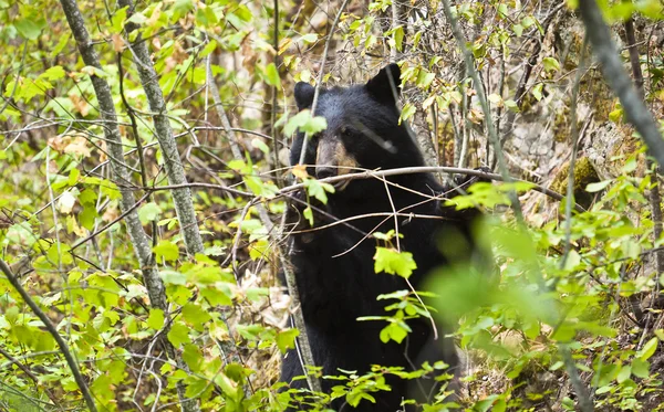 Oso en el parque nacional —  Fotos de Stock