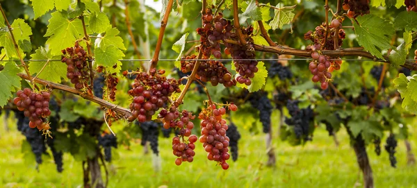 Frische Trauben an den Reben — Stockfoto