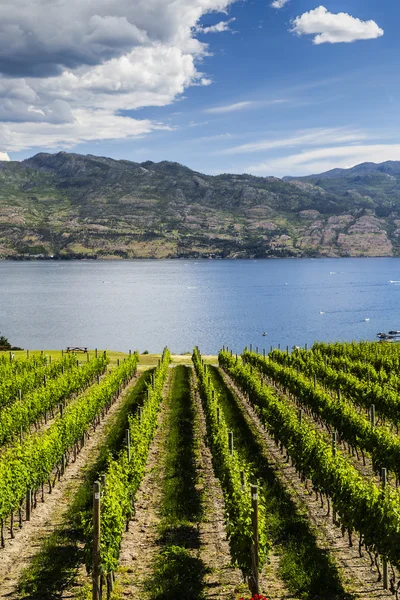 Vinice a krásné jezero — Stock fotografie