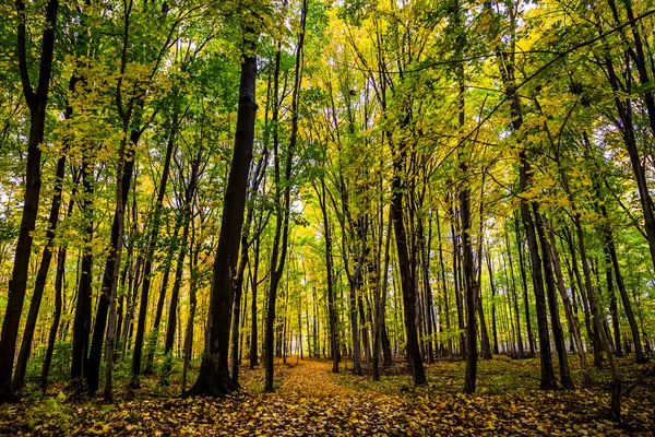 Fall Colored Forest — Stock Photo, Image