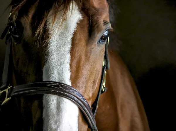 Beautiful horse in stable — Stock Photo, Image