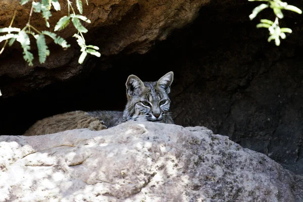 Wild ocelot behind stone — Stock Photo, Image