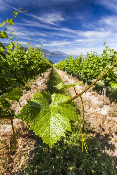 Vinstockar på vacker dag — Stockfoto