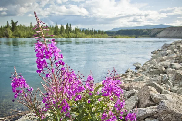 Hermosas flores junto al lago — Foto de Stock