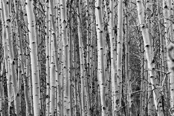 Young Birch Forest Background Stock Image