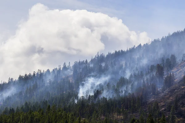 Metsäpalo Brittiläisen Kolumbian Vuoristossa Kanadassa tekijänoikeusvapaita kuvapankkikuvia