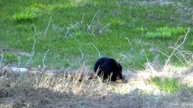 Sevimli siyah ayılar