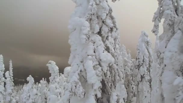 Krásné stromy sněhem — Stock video