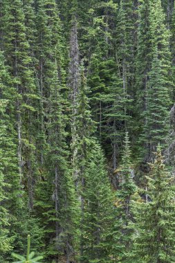 güzel orman manzara