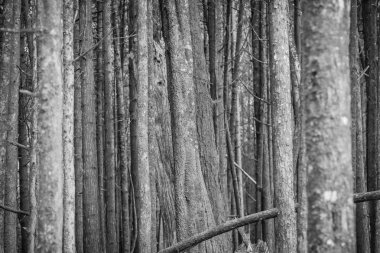 British Columbia kıyı yağmur ormanları