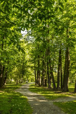 güzel orman manzara