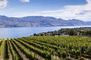 Güzel yaz şaraphane görüntülemek 