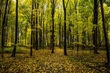 Sonbahar renkli orman görünümünü