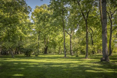 Forest Park peyzaj görüntülemek