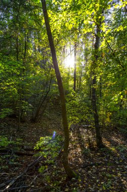 Yeşil güneşli orman manzara