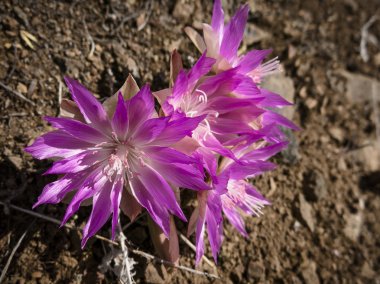 Okanagan bakış görünümünü