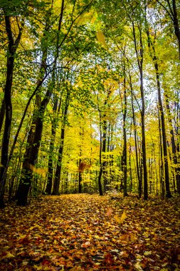 Sonbahar renkli orman görünümünü