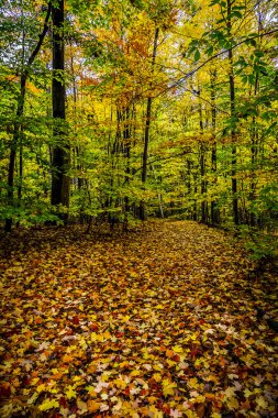 Sonbahar renkli orman görünümünü