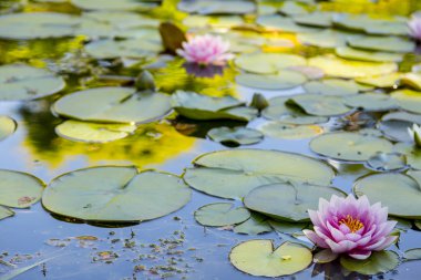 Çiçekli Lillypad gölet