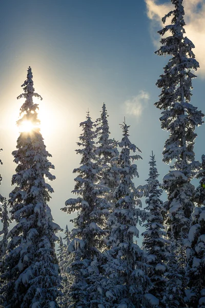 Sylwetki Drzewa Pokryte Śniegiem — Zdjęcie stockowe