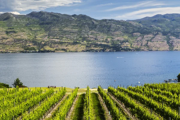 Zomer Winery Landschap Weergave — Stockfoto