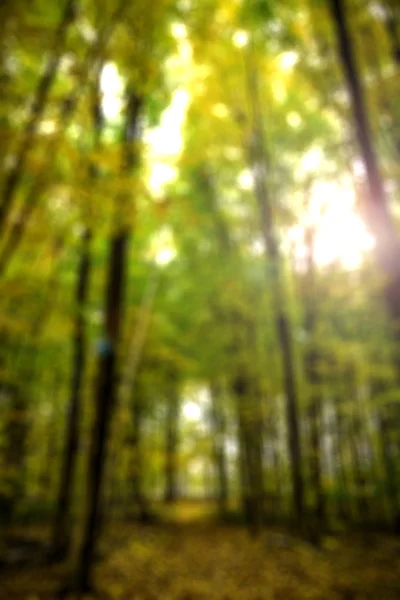 Blurred Fall Colored Forest — Stock Photo, Image