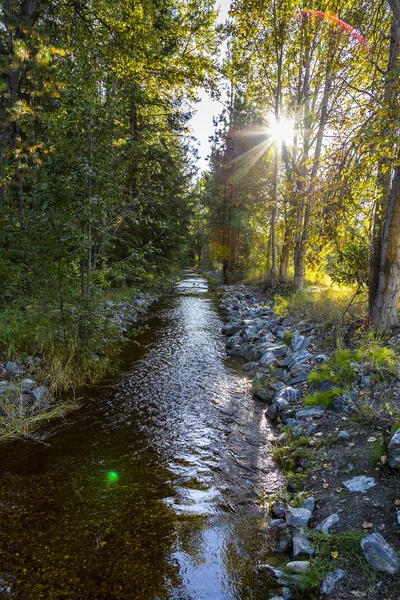 Creek Biegnących Przez Las Krajobraz — Zdjęcie stockowe