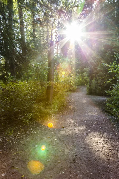 Scenic Trail Forest — Stock Photo, Image