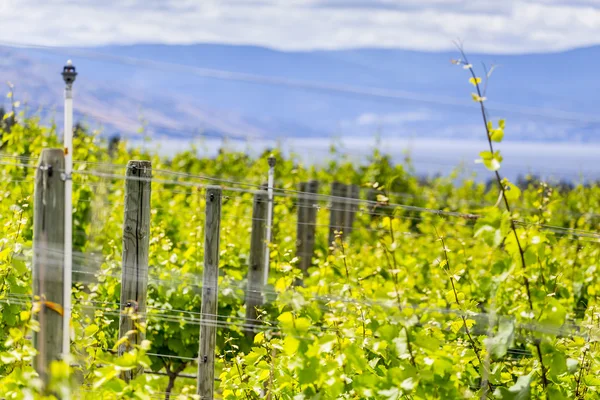 Fileiras Vinícolas Uvas — Fotografia de Stock