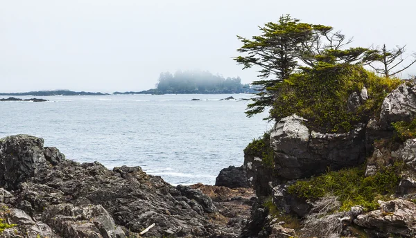 Kustlijn Vegetatie Pacific Coast — Stockfoto