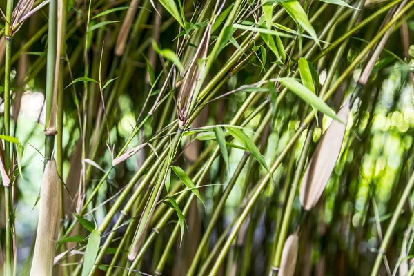 Textura Bambu Fresco Verde — Fotografia de Stock