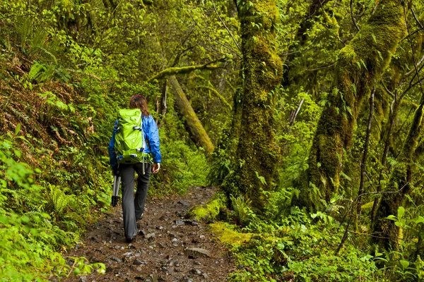 Scenic Trail Columbia River Gorge Oregon Stock Image