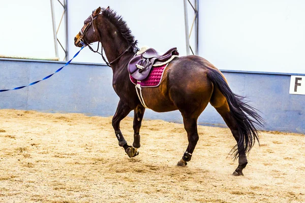Cavallo Lunging Anello Foto Stock