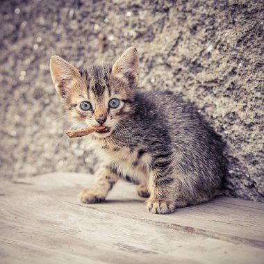 Duvarın üzerinden küçük kedi yavrusu