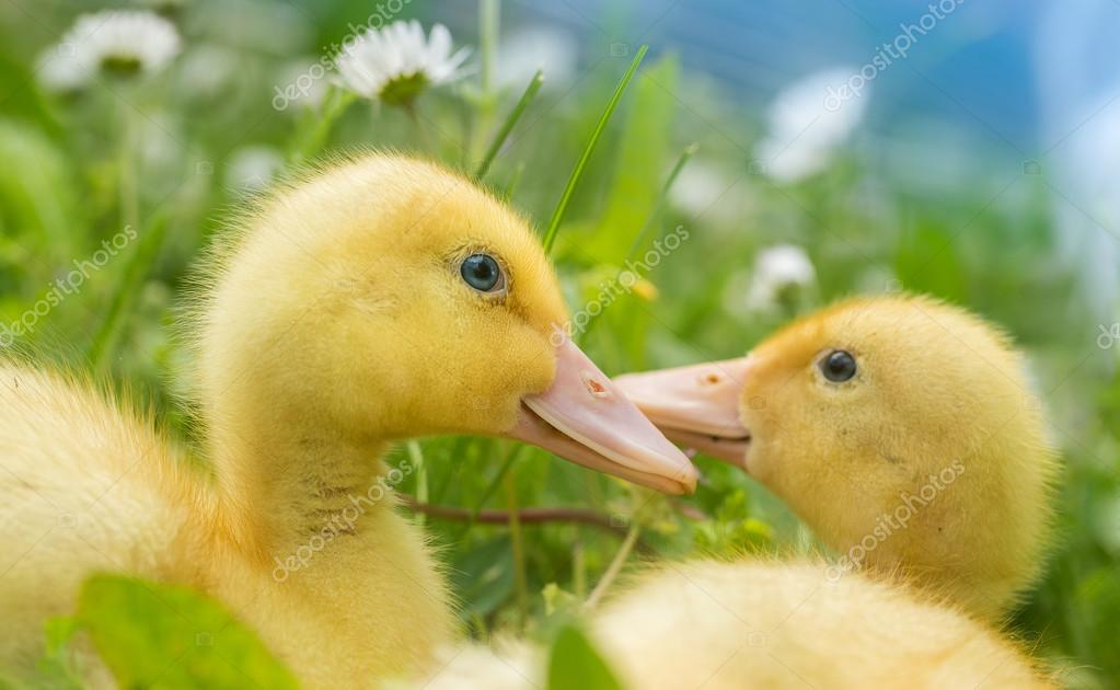 fluffy duckling on green background stock photo hofhauser 111351938