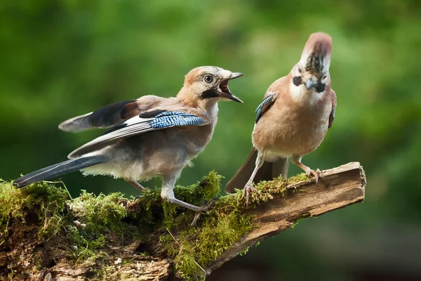 Eichelhäher-Vogel fordert Nahrung von Eltern — Stockfoto