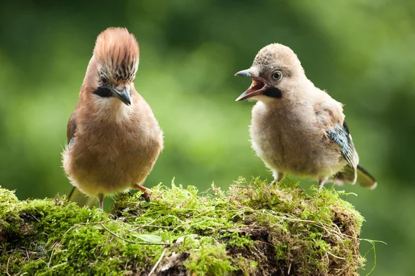 Jay bird mother with young chick — Stock Photo, Image