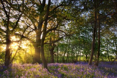 BlueBell Ormanı Norfolk İngiltere 'de Şafak sökerken