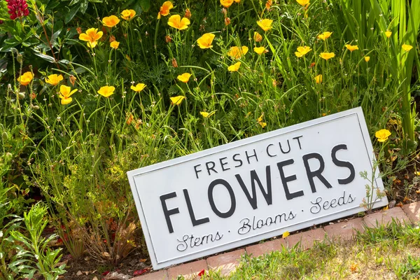 Hermosas Flores Verano Una Cama Jardín Con Letrero Blanco Que — Foto de Stock