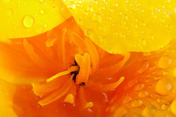 Калифорнийский Оранжевый Мак Капельками Воды Лепестки Тычинки Внутри Цветочной Головки — стоковое фото