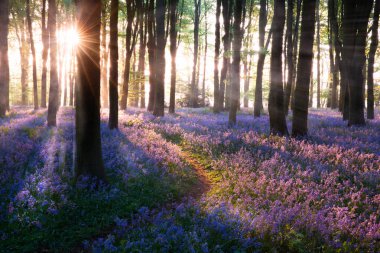 BlueBell Ormanı Norfolk İngiltere 'sinde gün doğumu yolu. BlueBell (Hyacinthoides), genellikle ormanlık alanlarda ve ormanlarda daha çok bulunan ve her zaman göz kamaştıran mavi ve mor tonlarıyla tanınan bir çiçek türüdür.