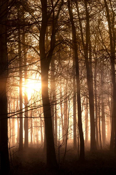 Vacker Vild Skog Gryningen Soluppgång Med Glödande Sol Genom Träden Stockfoto