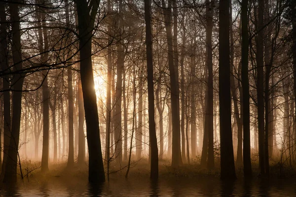 Vinterskogsträd Vid Soluppgången Med Dimma Och Vatten Gryning Solljus Genom — Stockfoto