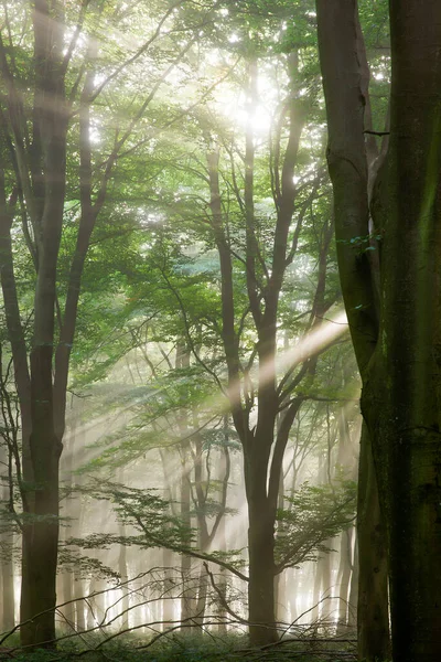 Luz Solar Profunda Floresta Com Raios Sol Vindo Através Névoa — Fotografia de Stock