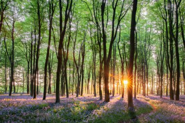 Norfolk İngiltere 'sindeki çarpıcı BlueBell ormanları. Bahar ormanlarından akan gündoğumu ağaçları ve doğal mevsimsel manzara yolu.
