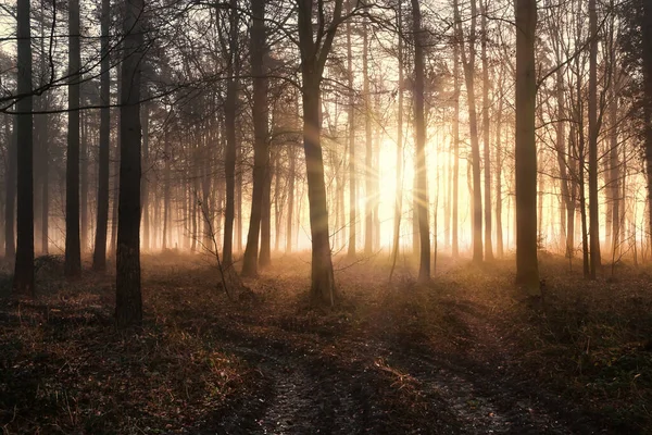 Schöner Sonnenaufgang Der Morgendämmerung Durch Winterliche Waldbäume Natürliche Englische Waldlandschaft — Stockfoto