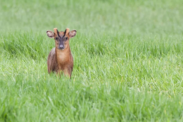 Reeves Muntjac Deer Close Norfolk England Brown Wild Animal Natural — Stock Photo, Image